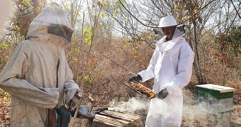Produtores de mel natural podem ser prejudicados com sobretaxa imposta ao Brasil FOTO Fernando Cavalcante