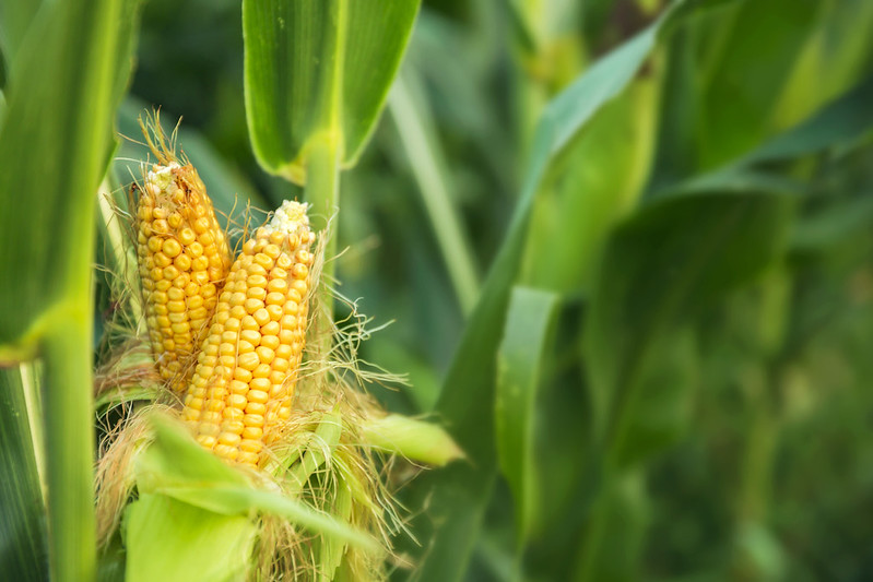 Segundo o Boletim da Conab, o sexto levantamento da safra 2022/2023 aponta um aumento na produção alagoana de milho