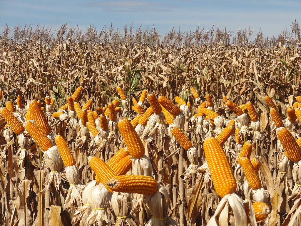 De janeiro a junho, mais de 2,2 mil produtores receberam crédito do BNB para custeio de milho em Sergipe, em uma área aproximada de 87,4 mil hectares (Foto: Divulgação)