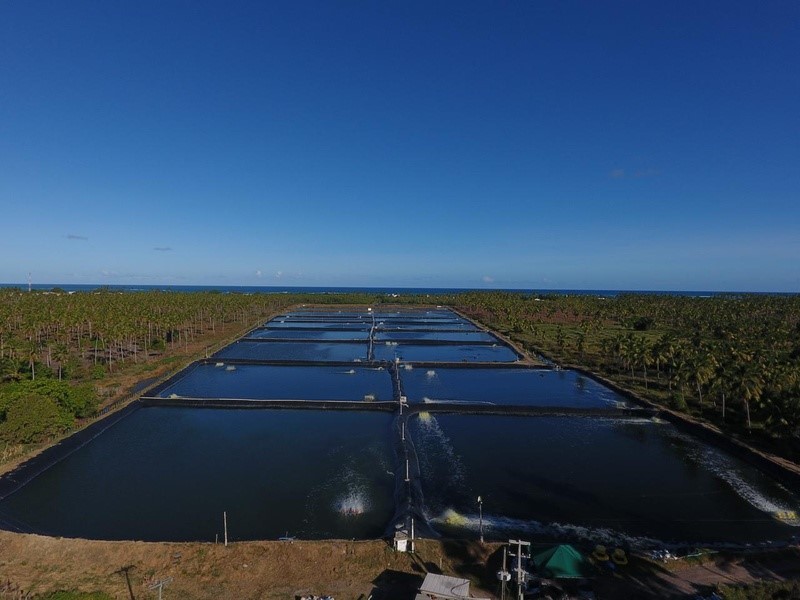 Novos viveiros com tecnologia avançada vão garantir uma produção de camarão de 160 mil kg por ano