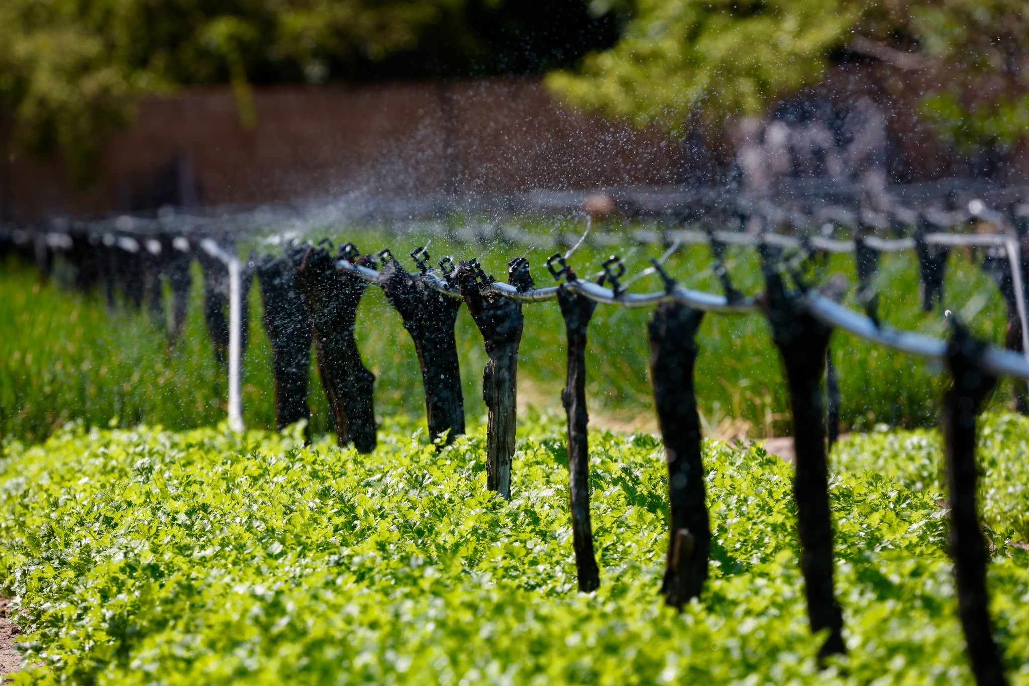 Descontos oferecidos pela Lei 13.340/2016 e pelo Desenrola Rural permitem que produtores façam novas operações para investimento (FOTOS: Tibico Brasil)