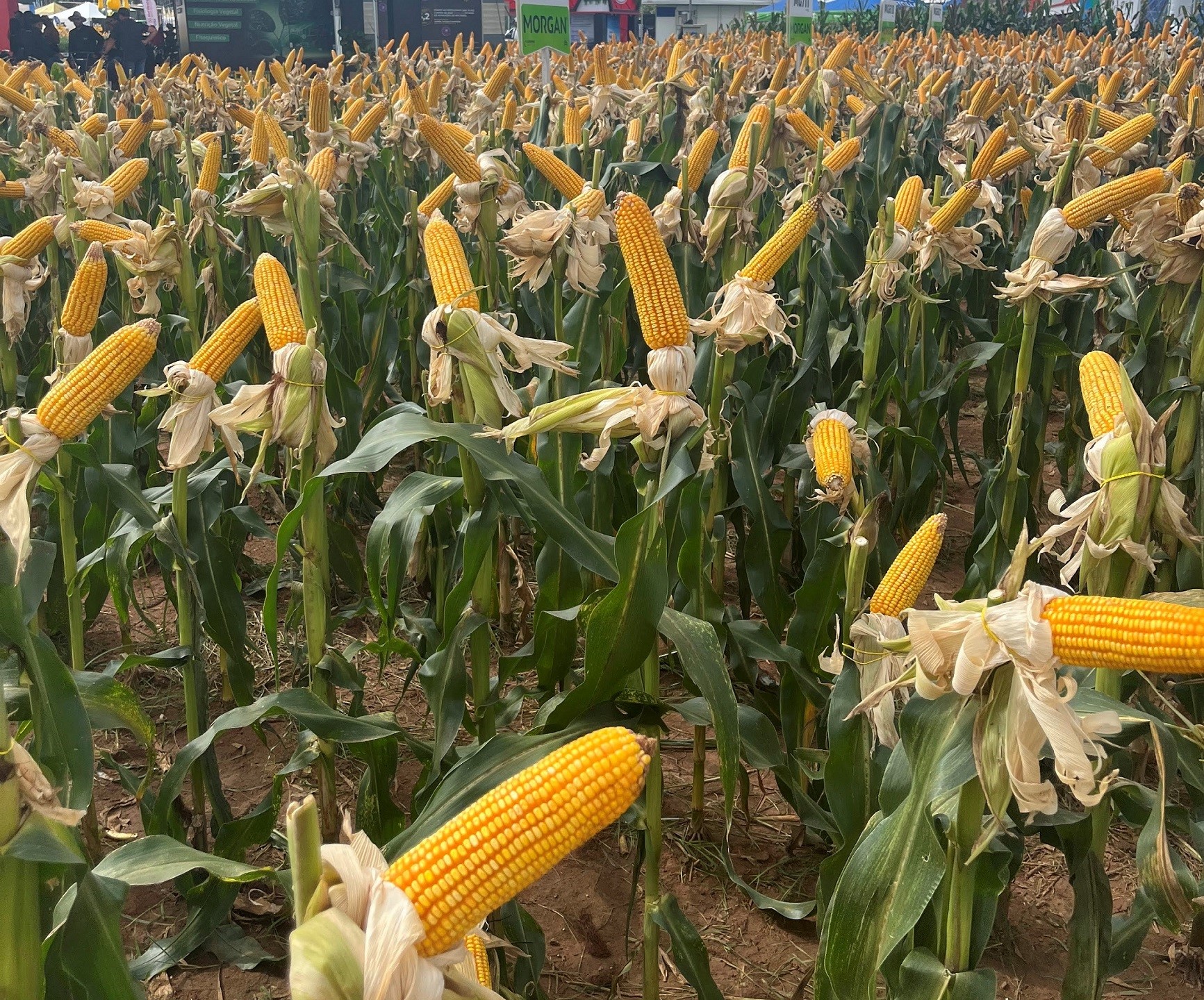 Produção de milho no Oeste da Bahia é destaque em produtividade Crédito Ascom BNB Bahia